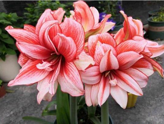 这4种花1月份就开花,3月开始5种花随便养开花多长得快