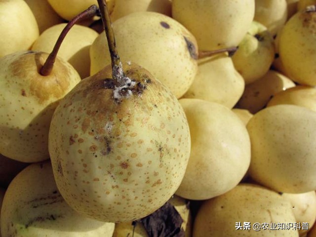 水果套袋为什么还是防不了虫,水果套袋能否防虫害完整实验步骤