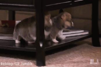 有时候“沙雕”好像不分是人还是其他生物！