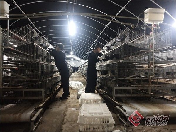 云南养殖场事故,云南养殖场养鸡发生的怪事
