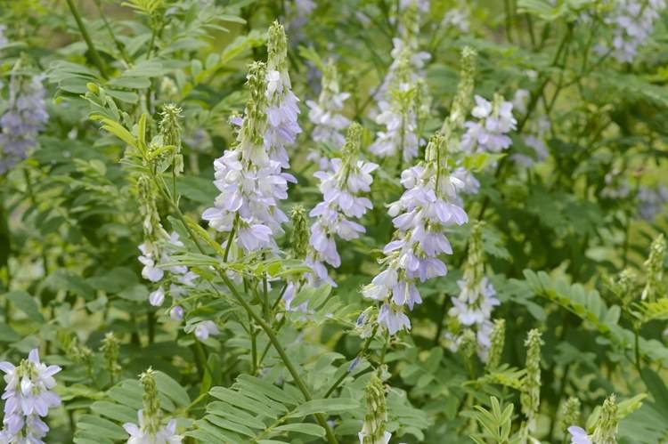 二甲双胍减肥不适合单纯减肥人群，除非你有这三个适应症