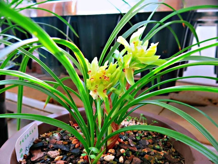 春兰天彭牡丹香味好吗,春兰天彭牡丹兰花简介