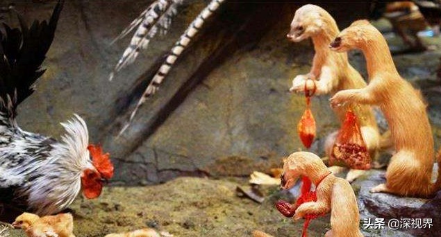 黄鼠狼为什么没有人工养殖,黄鼠狼有没有人工养殖