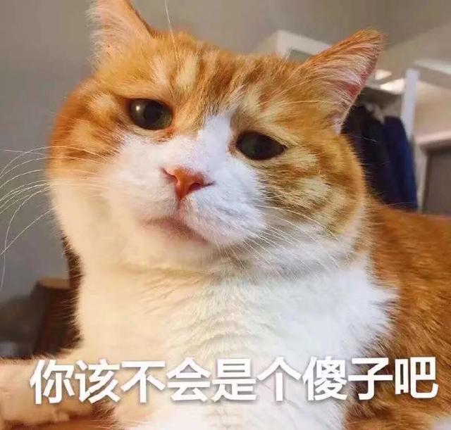 橘猫渣猫,渣猫和橘猫的区别