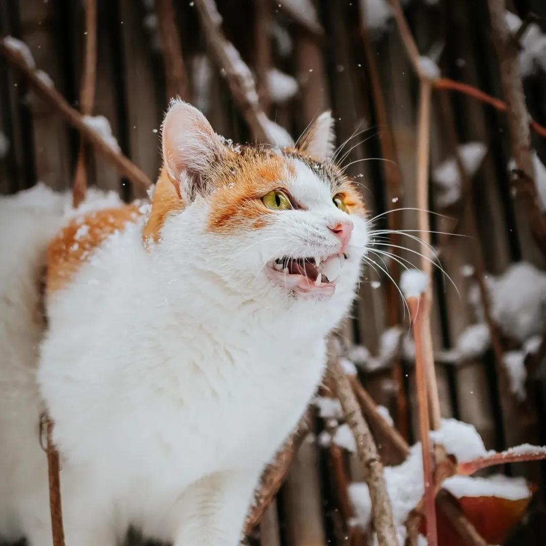 听说我没有脖子？