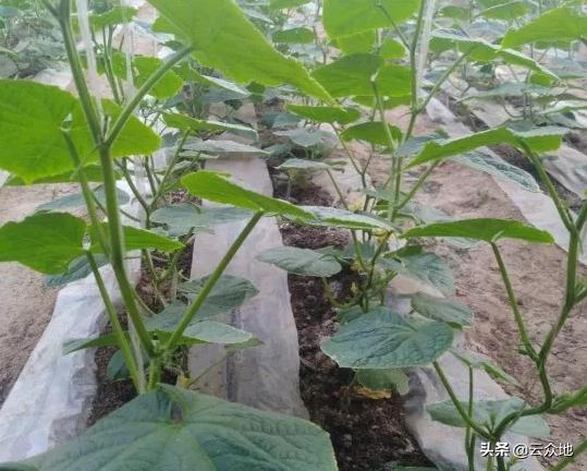 黄瓜没有雌花全是雄花怎么办,黄瓜不开雌花该剪侧枝吗