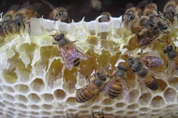 中蜂和意蜂怎么区别,中蜂与意蜂哪个好养一点