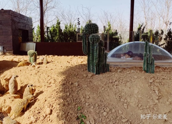 野生动物园长隆游玩攻略,野生动物园长隆攻略图片