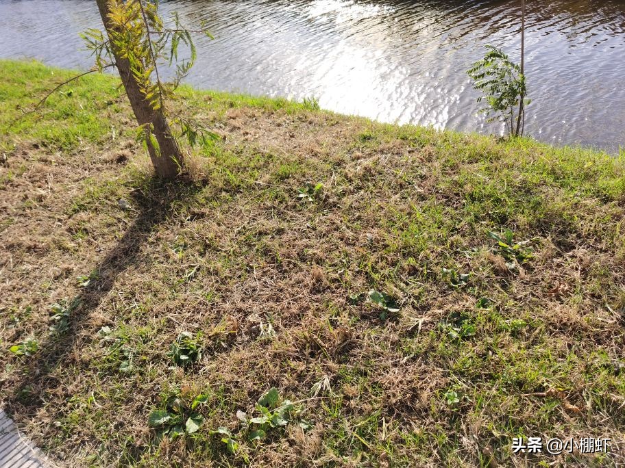 冬棚虾怎么加温,来看看吧