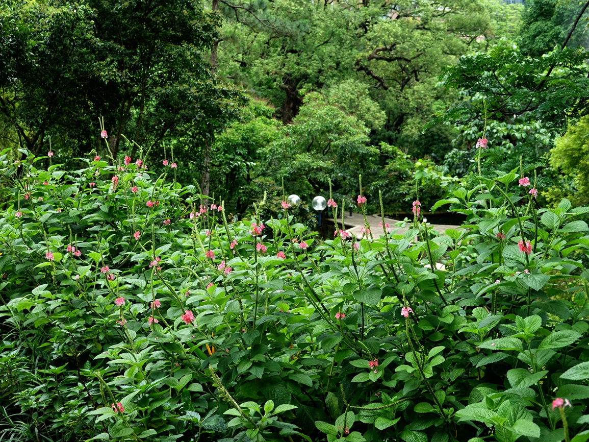 花木春秋66:假马鞭,花序类似马鞭草,一百多年前流窜到香港