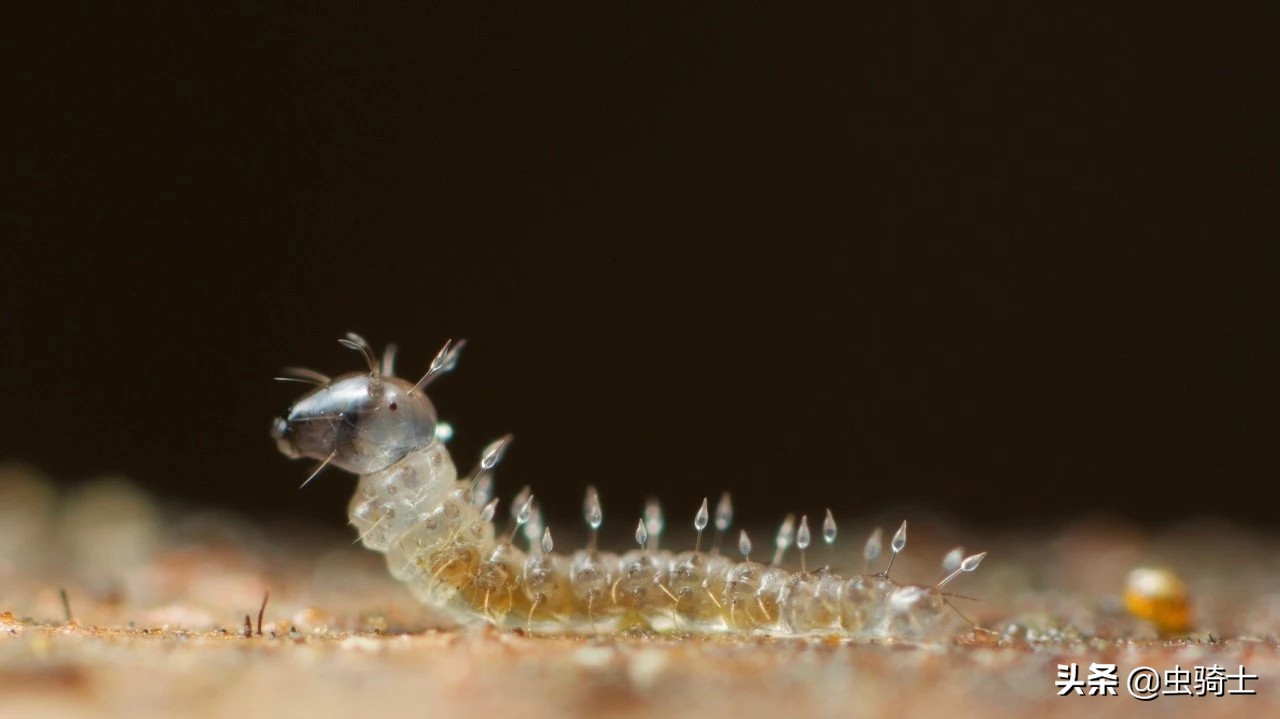 自然科普动物世界,昆虫里的小蚊子哪些会吸人的血