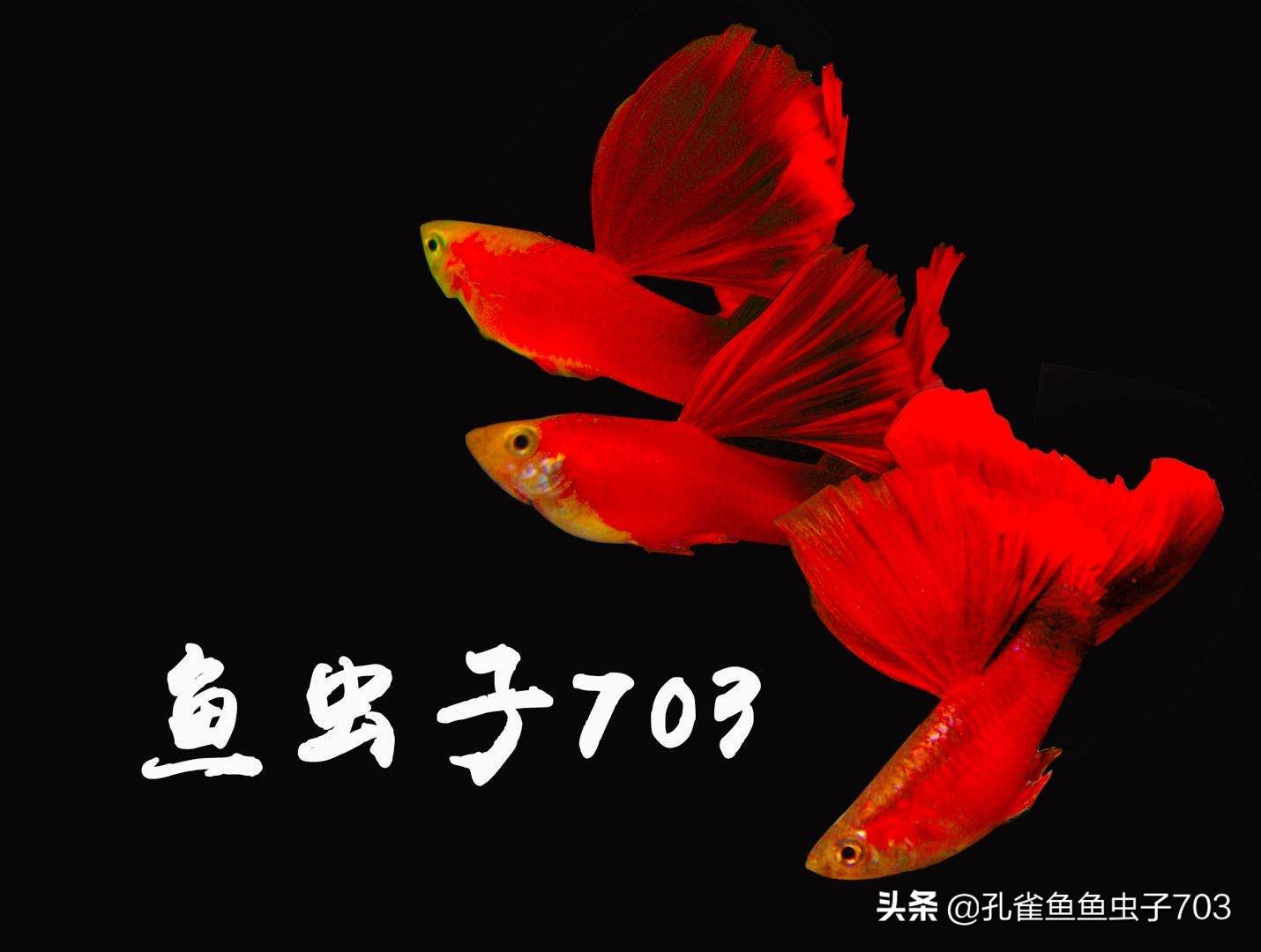 孔雀鱼什么时间配对,孔雀鱼最佳配对