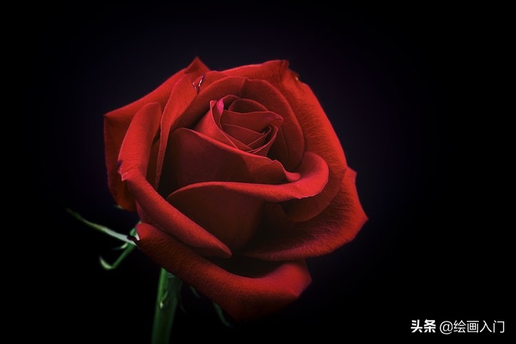 铅笔画玫瑰花黑色的有一点简单,怎么用铅笔画玫瑰花的阴影高光