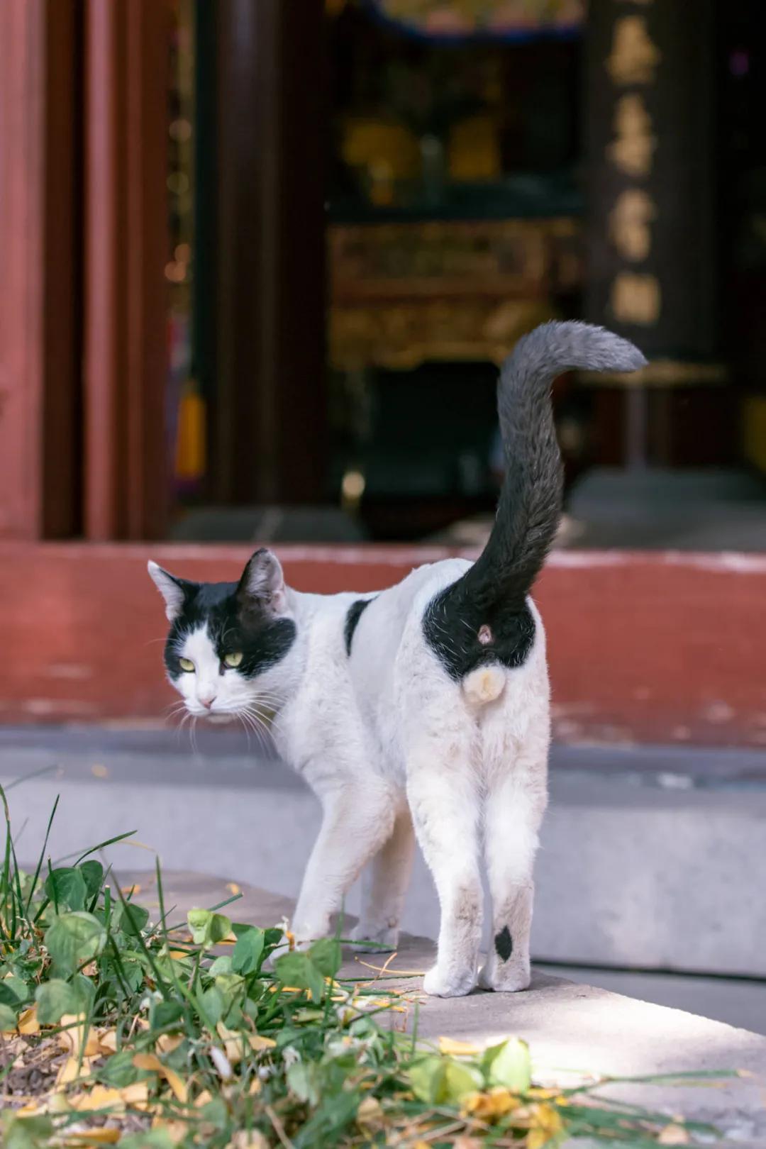 古代猫名字,古代猫的名字