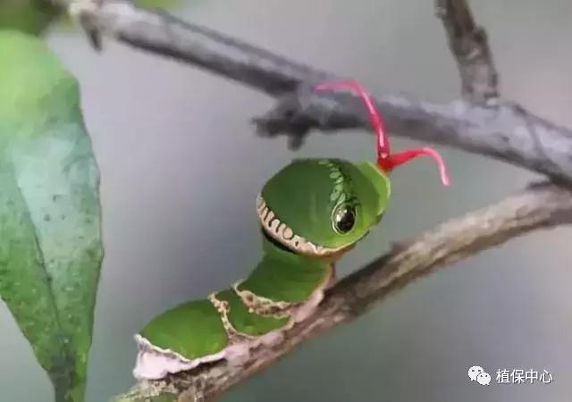 柑橘害虫最佳治疗方法,柑橘春季需要防治哪些害虫