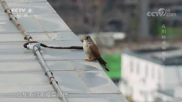 央视拍这种片怎么就没「流量」