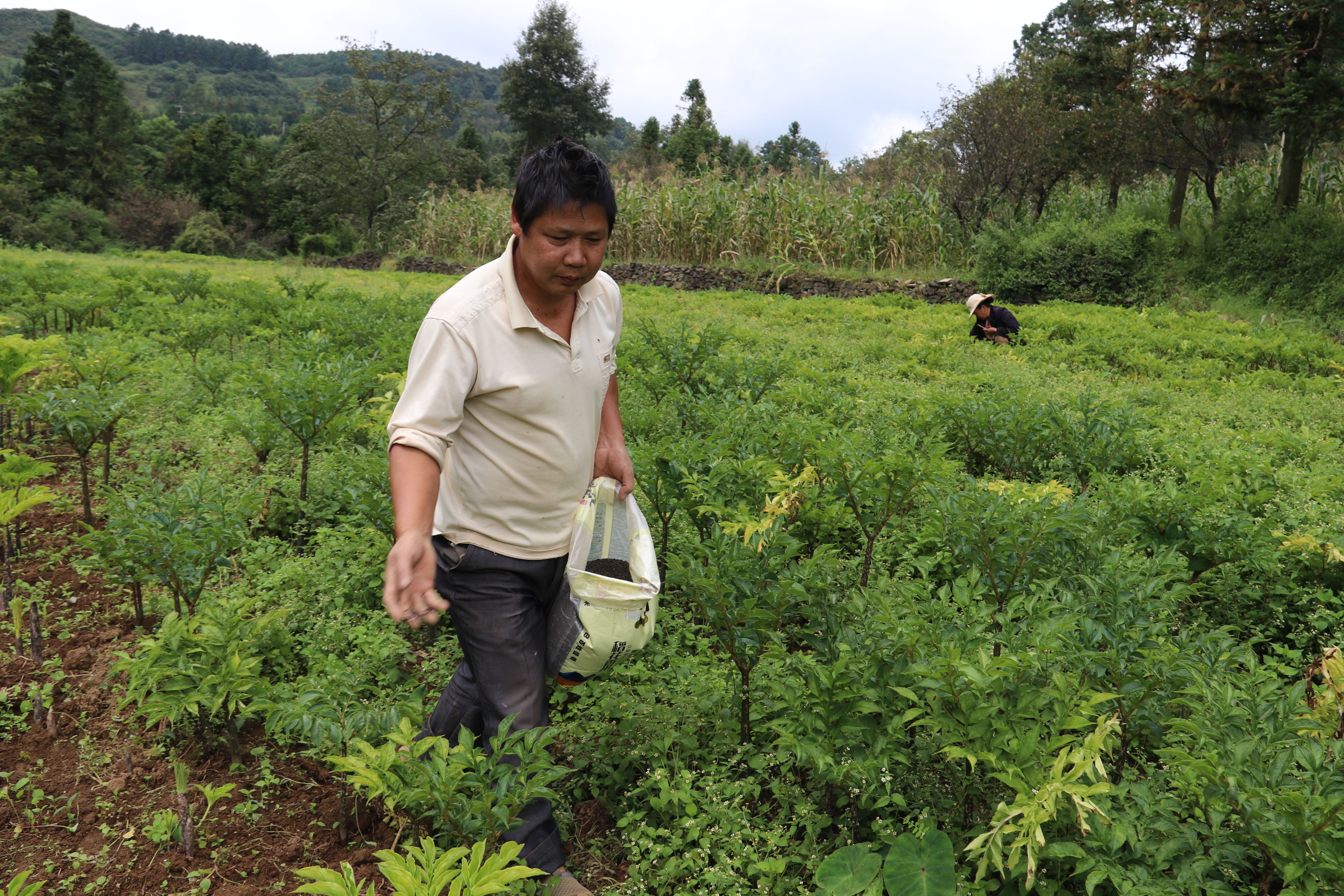 魔芋种植技术每日农经,魔芋种植与收益