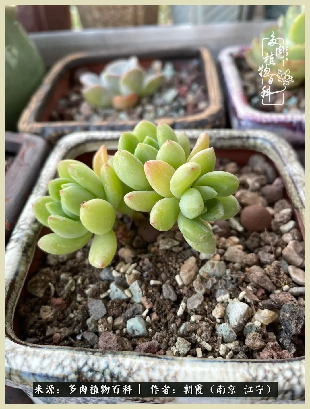 多肉最美的飘枝品种,多肉最美老桩