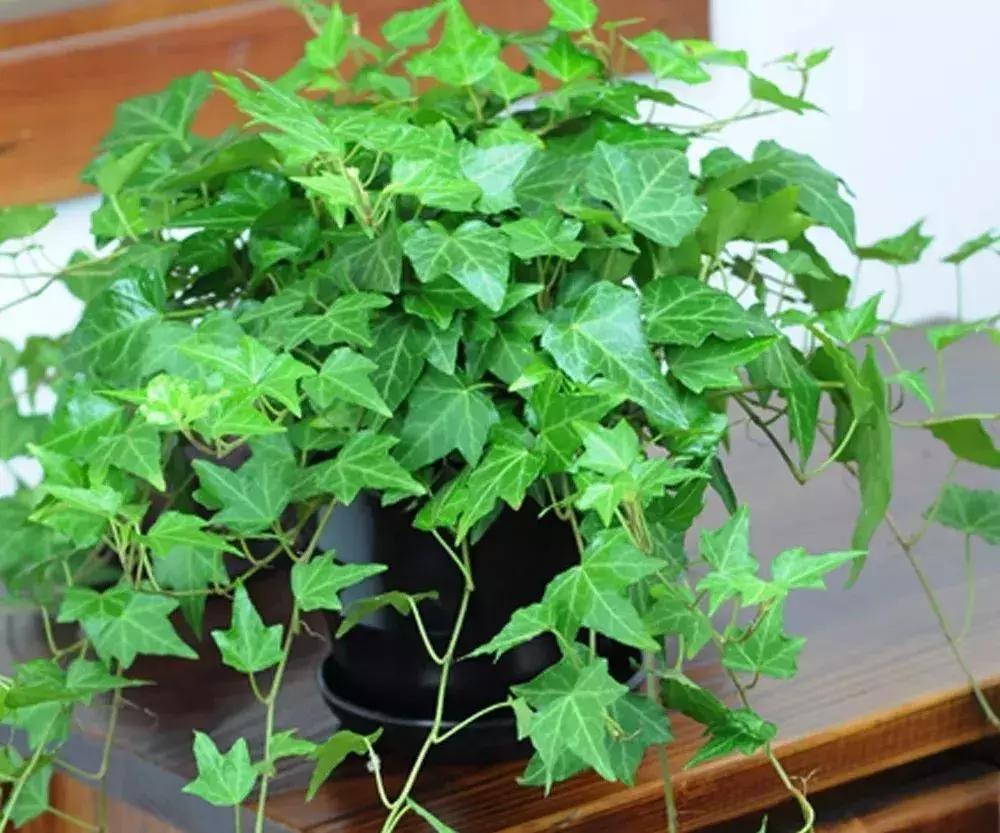 种什么蔬菜可吸甲醛,坪地吸甲醛的植物