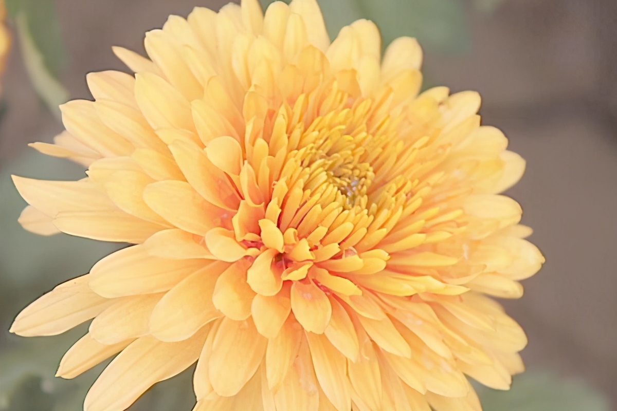 直肠粘膜脱垂是什么原因引起的,直肠粘膜脱垂是怎么引起的