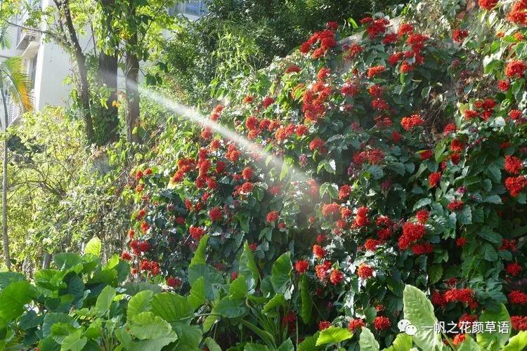 美丽赪桐（Clerodendrumspeciosissimum）