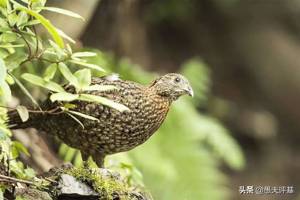 基金经理李进为何离开宝盈,深度分析宝盈基金李进