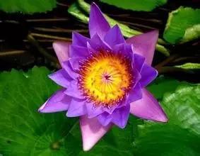 在水一方植物园,在水一方花卉