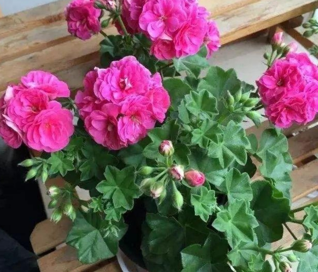 养天竺葵注意事项有哪些,养天竺葵生根方法