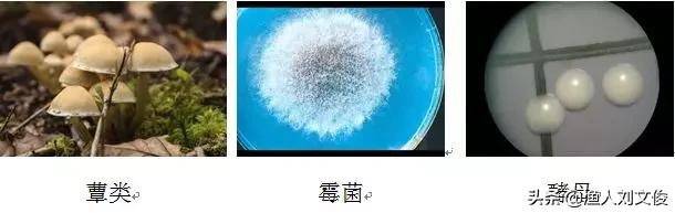 真菌的分类初识：真菌与细菌不同，是一种真核生物
