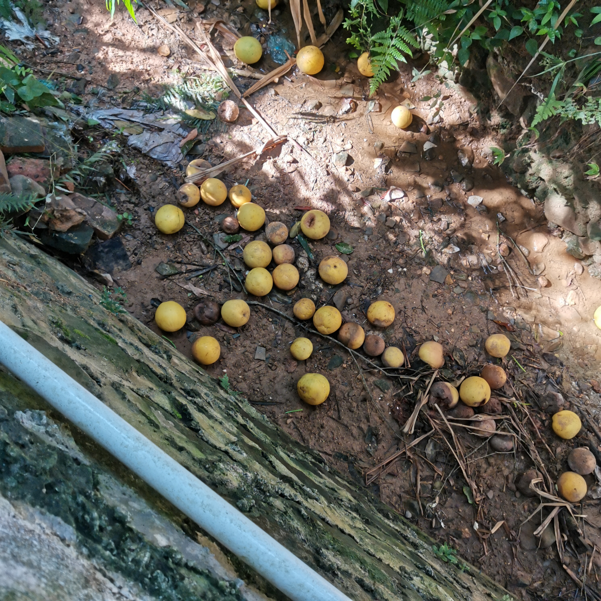 柚子自然脱落的原因,柚子大量落果是什么原因