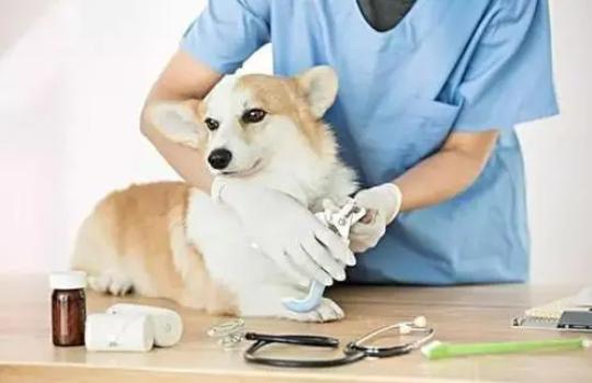 兽医专业可以从事什么行业呢,大学毕业兽医工作具体都做些什么