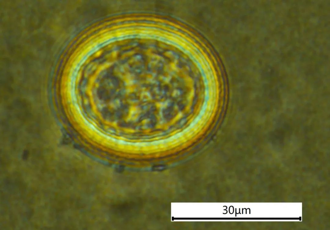 狗狗没食欲、日渐消瘦？猫咪没精神？是什么原因导致的？