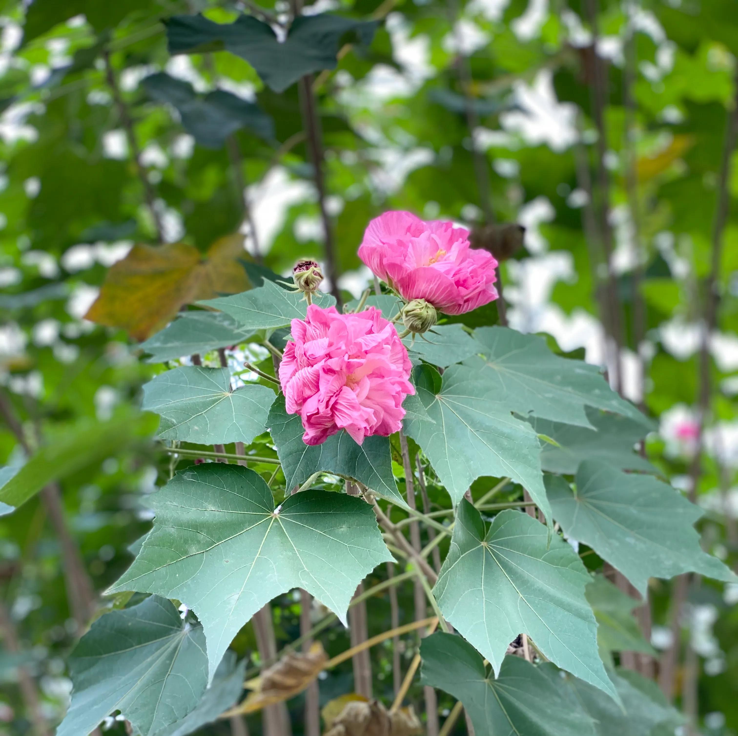 同居式养老有哪些,什么是同居式养老你怎么看待