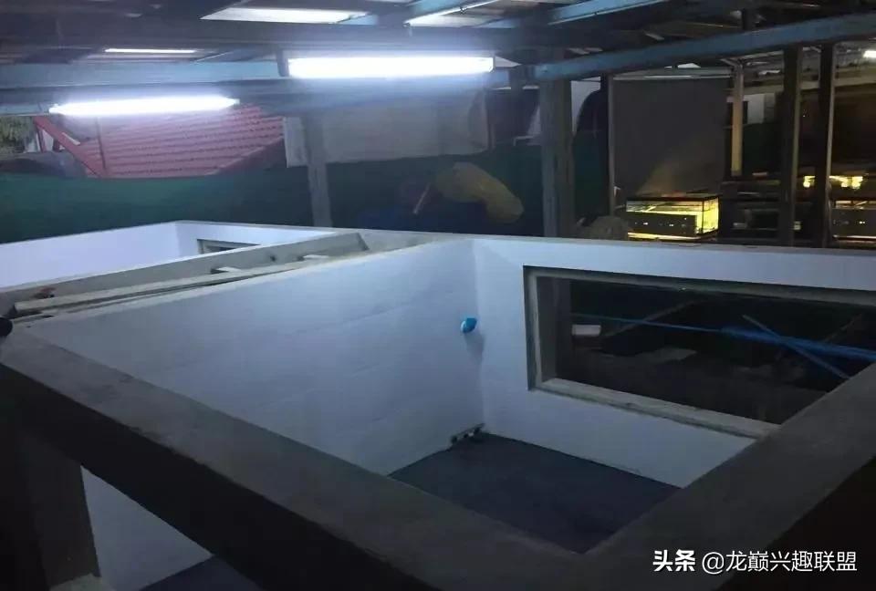 国外某熊孩子把龙鱼吓脱臼了