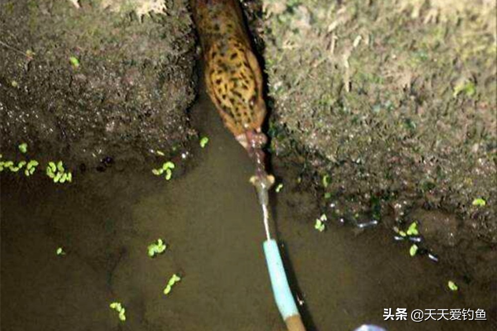 野生黄鳝用什么东西钓黄鳝,野钓黄鳝的正确方法