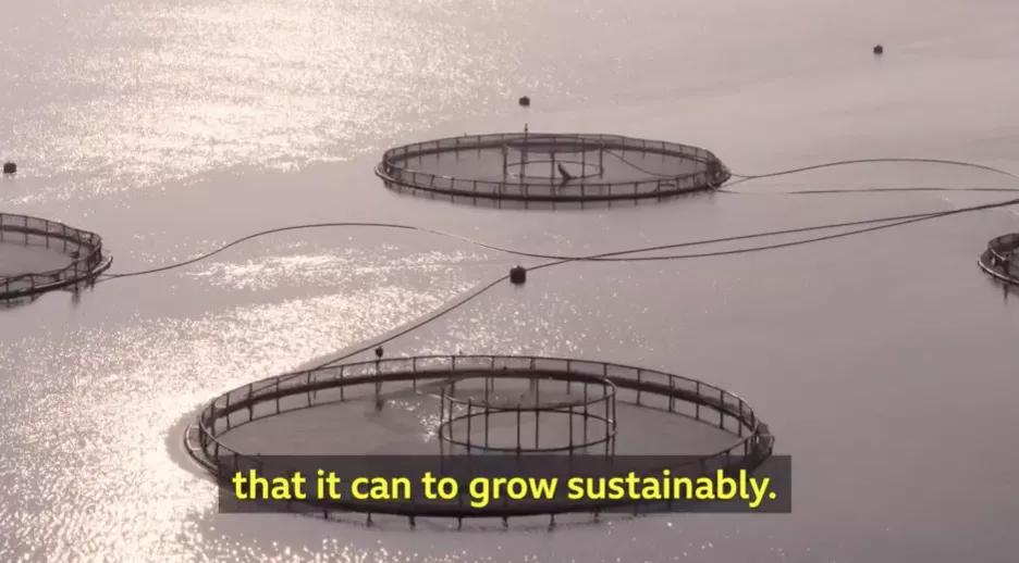 “最毒僵尸鱼”,外媒曝挪威三文鱼养殖乱象,看完胃不好了