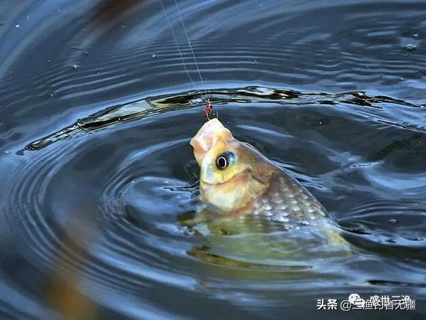 常见钩型之小矶的全方位解析及用法——盛世三渔