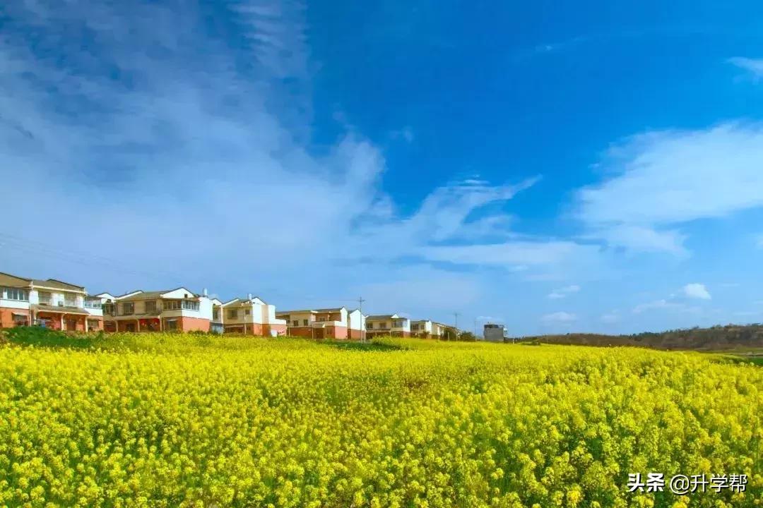 成都看花玩水,成都春游看花