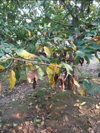 樱桃树的早期落叶病怎么防治,樱桃树早期落叶病的治疗