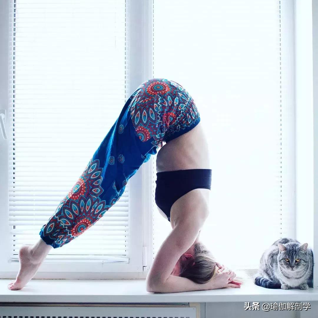 初学者必须掌握的10个瑜伽体式,初学者必练的10个瑜伽体式