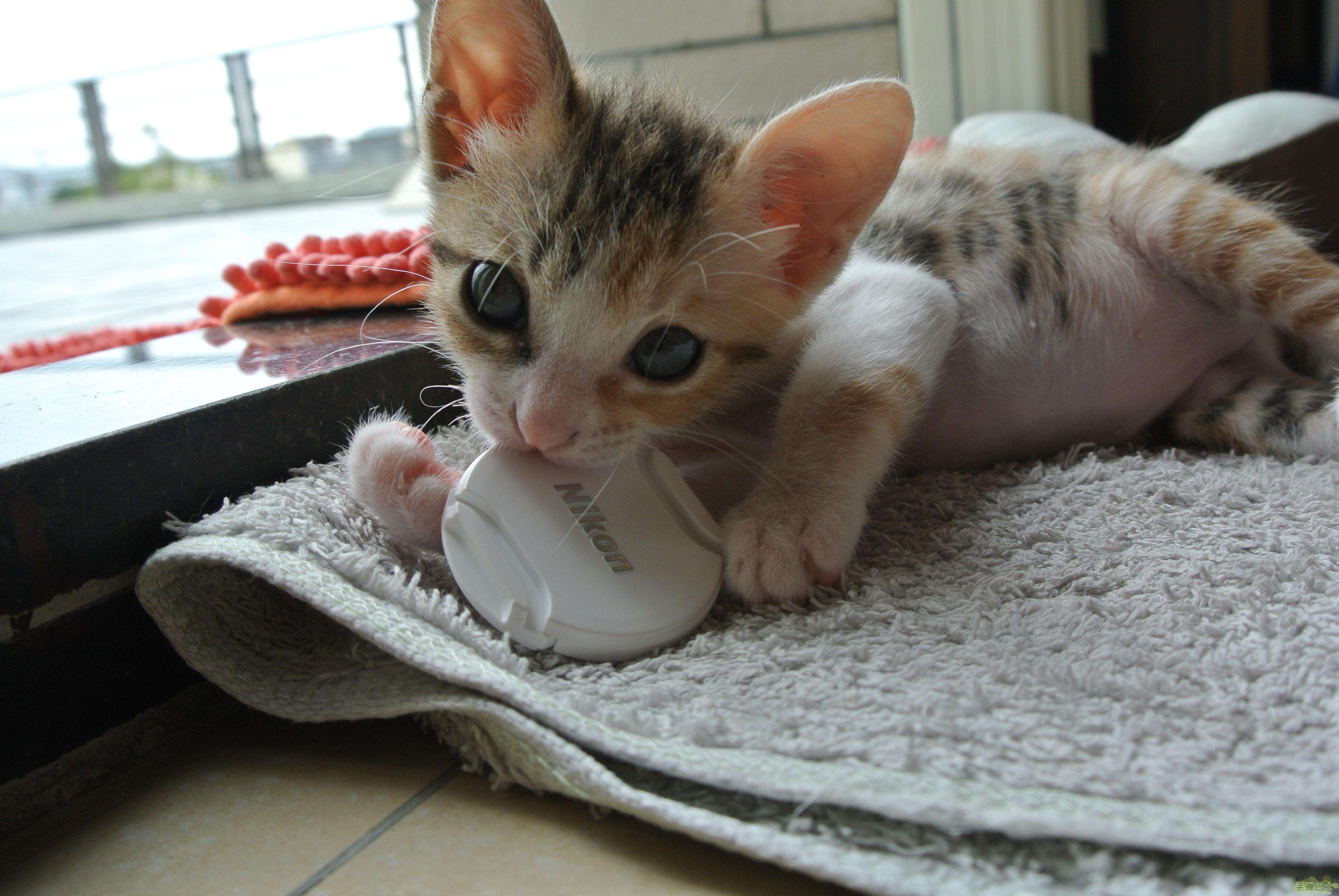 猫奶癣和猫癣分辨,奶藓和猫藓的区别有哪些