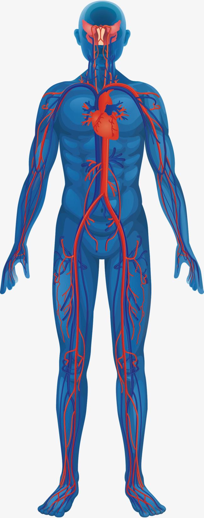 诊断肥厚型心肌病最有意义,诊断肥厚型心肌病最有意义方法