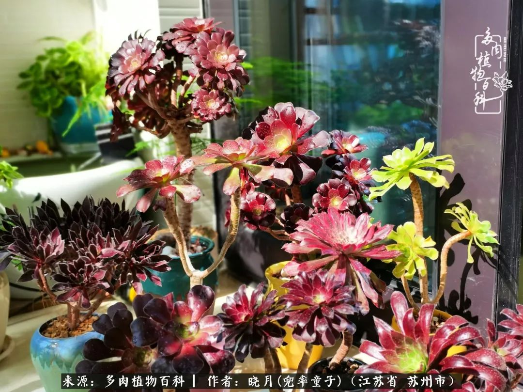 六年时间环游22个国家，却被多肉小萌物征服