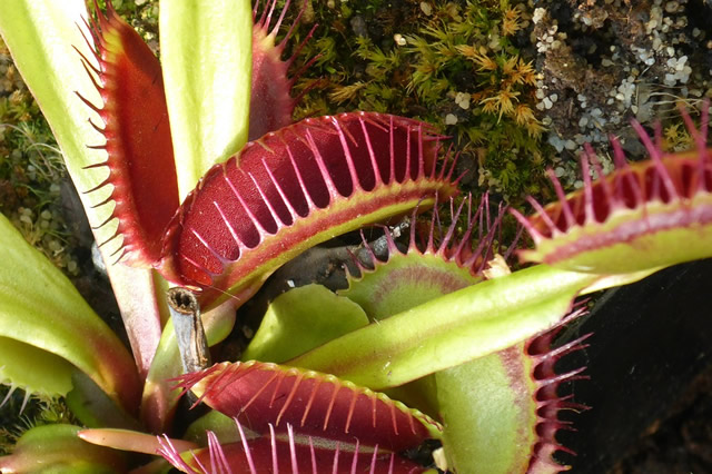 世界上10大最奇特的植物,世界上最奇特的植物叫什么名字