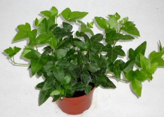 常春藤烂根移盆,常春藤枯萎的补救办法