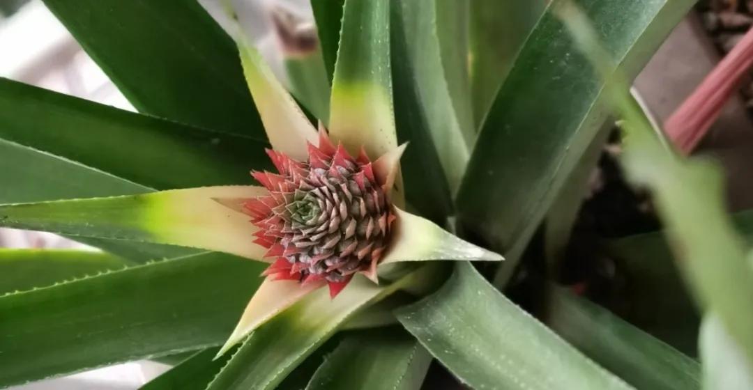 芒果核种芒果的过程,菠萝芒果核种植视频