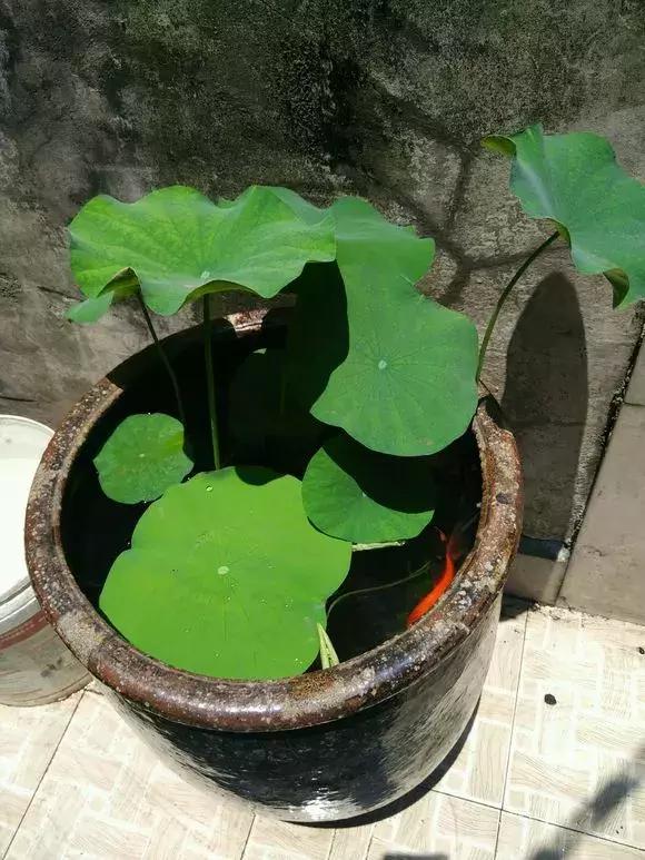 瓷盆古法养金鱼技术,古法养鱼正确做法