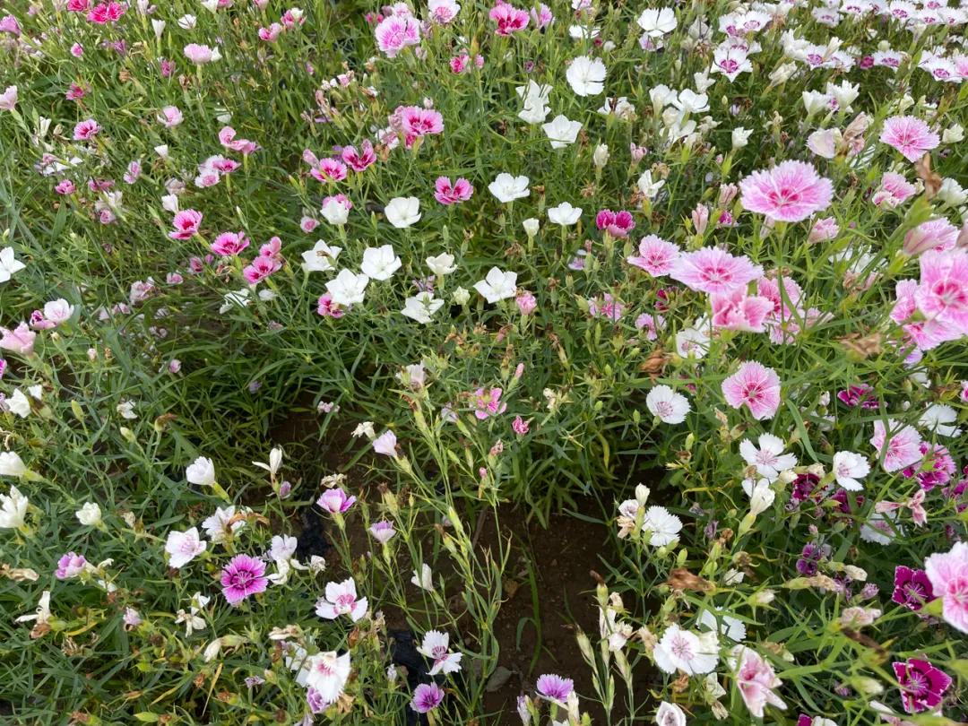 一个小城的夏天,夏天的城市处处都很治愈