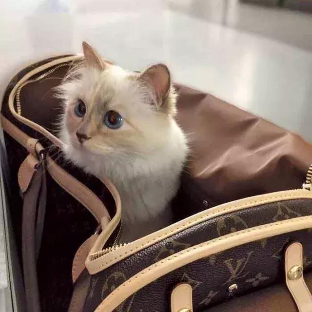 老佛爷去世，他那只年挣300万欧元的猫将继承他的遗产？！