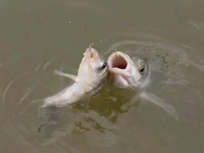 小药用对了是在诱鱼,用错了就是在赶鱼